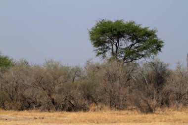 Güney Afrika 'daki Savannah.