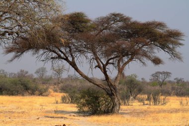 Güney Afrika 'daki Savannah.