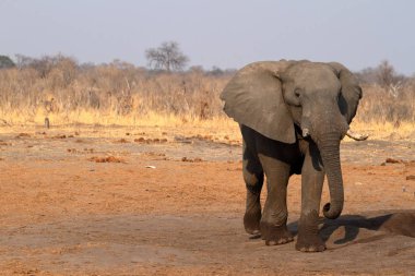 Zimbabwe savanındaki filler.