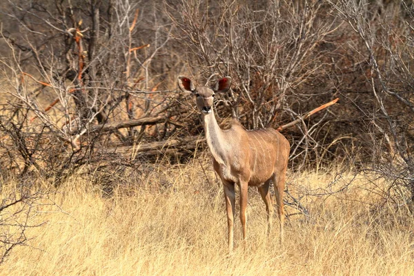 Grande Kudu Savana — Fotografia de Stock