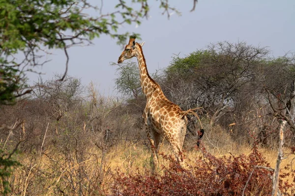 Afrika Bozkırlarındaki Zürafalar — Stok fotoğraf