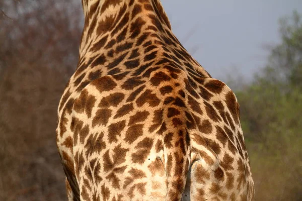 Giraffe Nella Savana Africana — Foto Stock