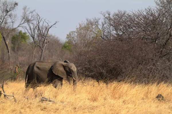 Éléphants Dans Savane Zimbabwe — Photo