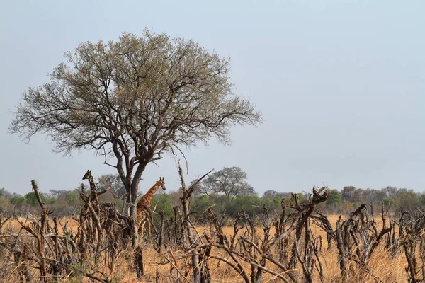 Giraffer Den Afrikanska Savannen — Stockfoto