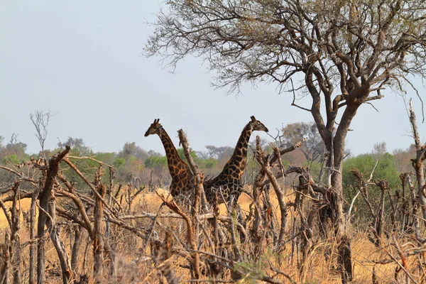 Giraffes African Savannah — Stock Photo, Image