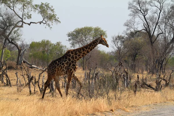 Girafes Dans Savane Africaine — Photo