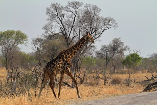 Girafes Dans Savane Africaine — Photo