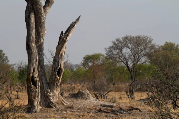 Savana Nell Africa Australe — Foto Stock