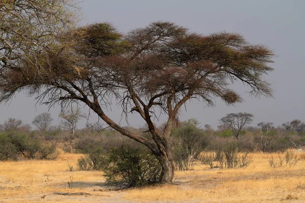 Savana Nell Africa Australe — Foto Stock