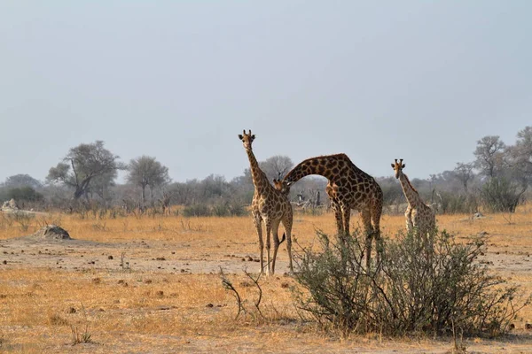 Żyrafy Afrykańskiej Sawannie — Zdjęcie stockowe