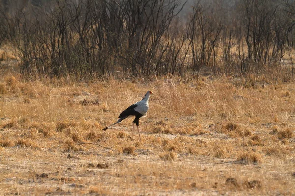 在非洲大草原上的鸟类秘书 — 图库照片
