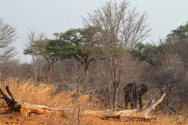 Sloni Savaně Zimbabwe — Stock fotografie