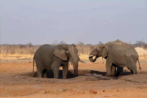 Olifanten Savanne Van Zimbabwe — Stockfoto