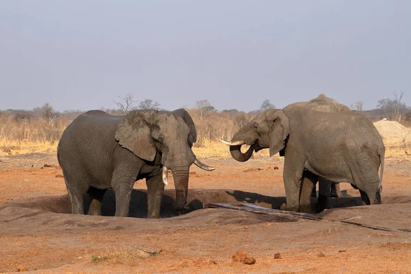 ジンバブエのサバンナの象 — ストック写真