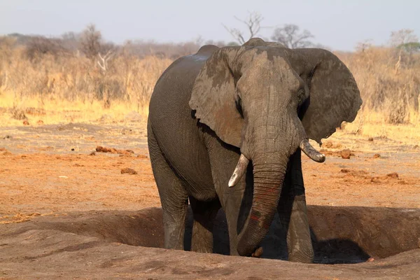 Olifanten Savanne Van Zimbabwe — Stockfoto