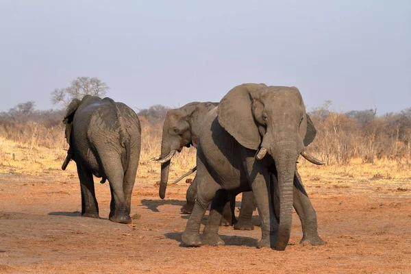 Olifanten Savanne Van Zimbabwe — Stockfoto