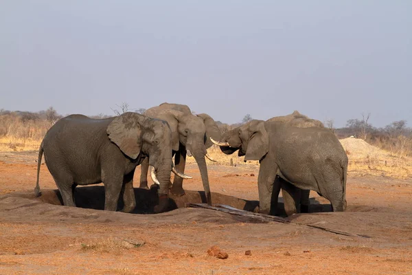 Elefantes Sabana Zimbabue — Foto de Stock