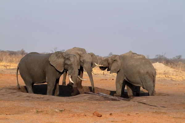 Слоны Саванне Зимбабве — стоковое фото