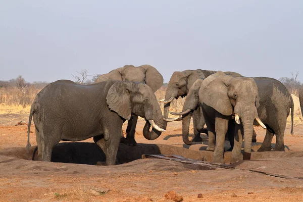 津巴布韦大草原上的大象 — 图库照片