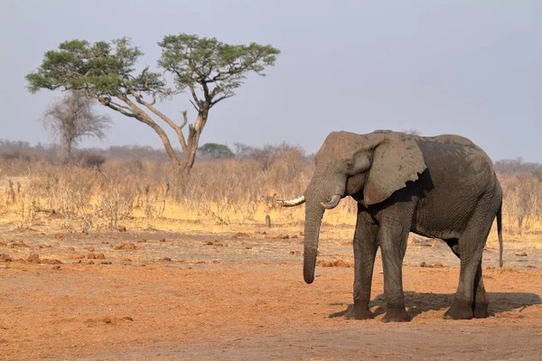 Éléphants Dans Savane Zimbabwe — Photo