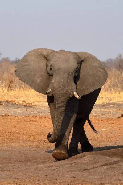 Слони Савані Зімбабве — стокове фото