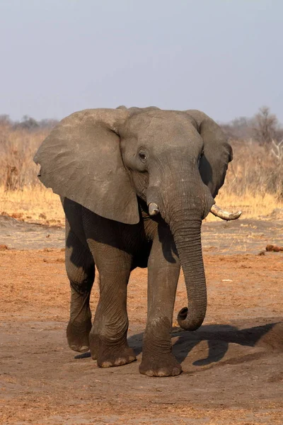 Elefantes Sabana Zimbabue — Foto de Stock