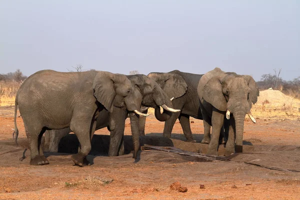 Elefantes Sabana Zimbabue — Foto de Stock