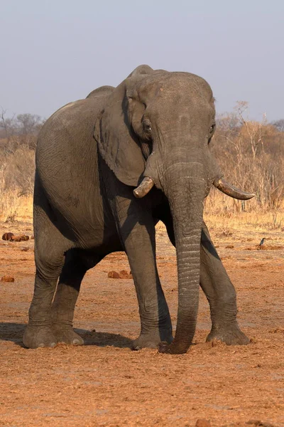 Elefanten Der Savanne Von Simbabwe — Stockfoto