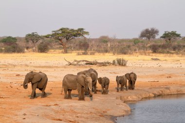 Zimbabwe savanındaki filler.