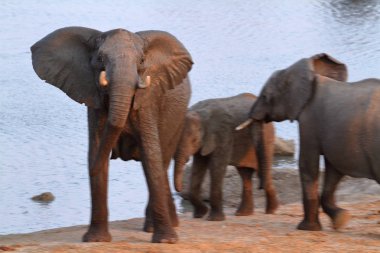 Zimbabwe savanındaki filler.
