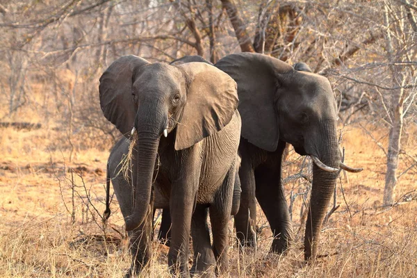 Слоны Саванне Зимбабве — стоковое фото