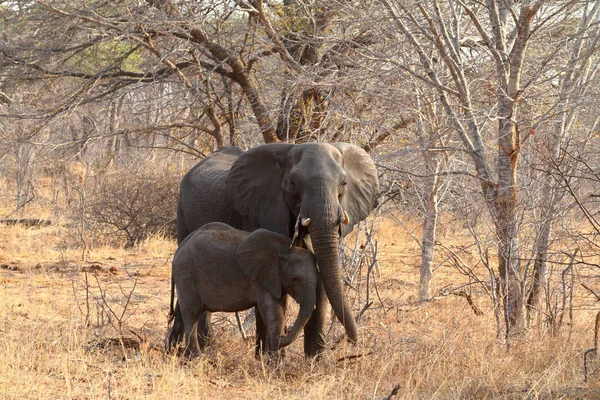 Éléphants Dans Savane Zimbabwe — Photo