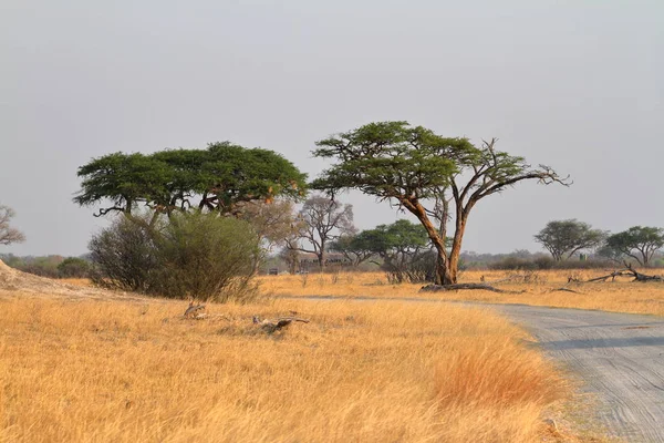 Güney Afrika Daki Savannah — Stok fotoğraf