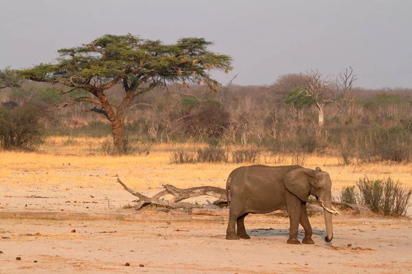 Éléphants Dans Savane Zimbabwe — Photo