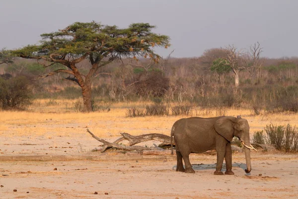 Éléphants Dans Savane Zimbabwe — Photo