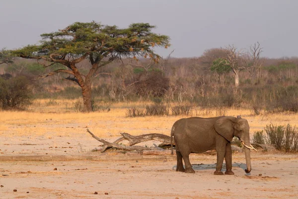 Elefantes Savana Zimbabué — Fotografia de Stock