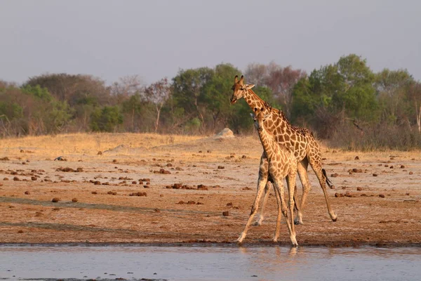 Zsiráfok Afrikai Szavannában — Stock Fotó