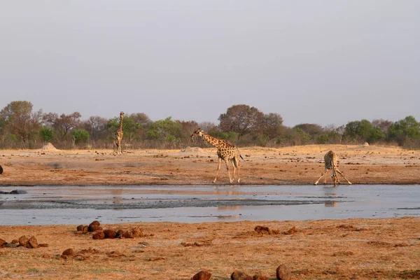 Afrika Bozkırlarındaki Zürafalar — Stok fotoğraf