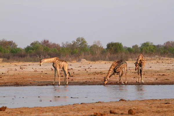 Giraffes African Savannah — Stock Photo, Image
