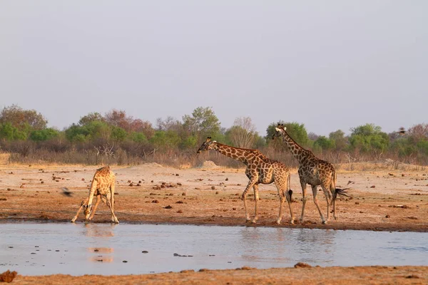 Giraffes African Savannah — Stock Photo, Image