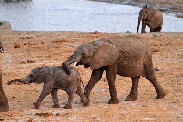 Elefantes Sabana Zimbabue — Foto de Stock