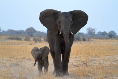 Zimbabwe savanındaki filler.