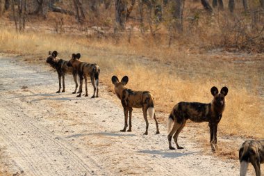 Savannah Zimbabve Afrika vahşi köpekler