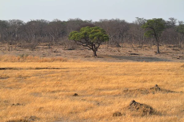 Savannah Södra Afrika — Stockfoto