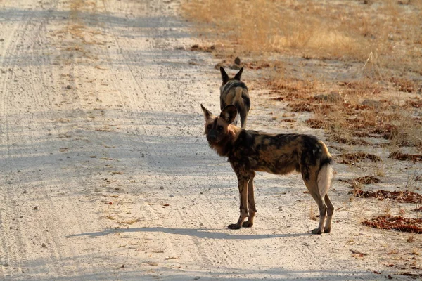 Afrikaanse Wilde Honden Savanne Van Zimbabwe — Stockfoto