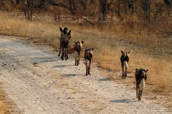 Cães Selvagens Africanos Savana Zimbábue — Fotografia de Stock