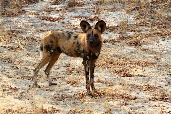 Afrikaanse Wilde Honden Savanne Van Zimbabwe — Stockfoto