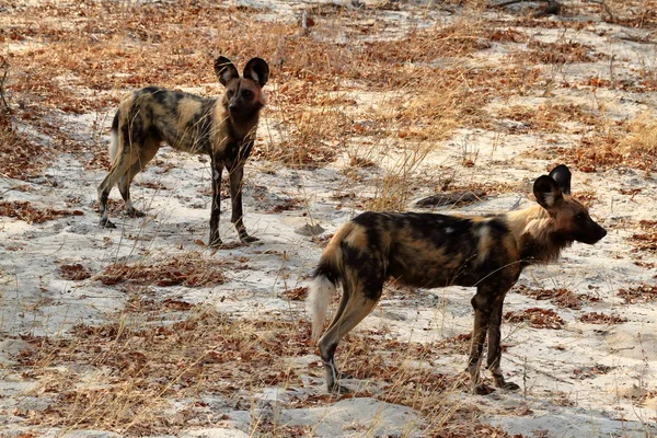 津巴布韦大草原上的非洲野狗 — 图库照片