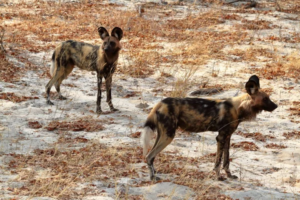 Africký Divoký Dogs Savannah Zimbabwe — Stock fotografie