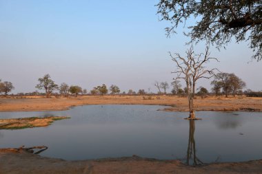 Güney Afrika 'daki Savannah.